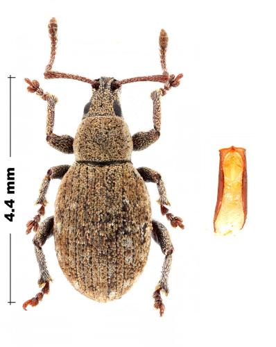Réf. 334 350 : Peritelus sphaeroides